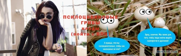 хмурый Аркадак